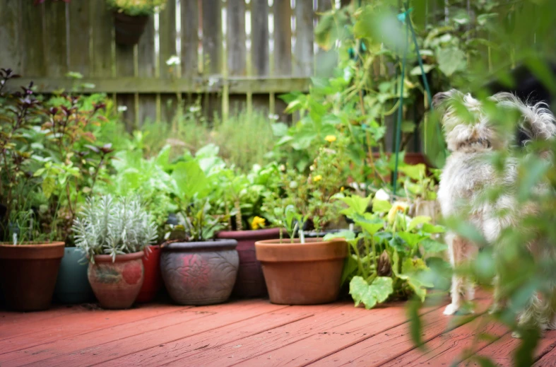 a dog looking away from a garden filled with plants