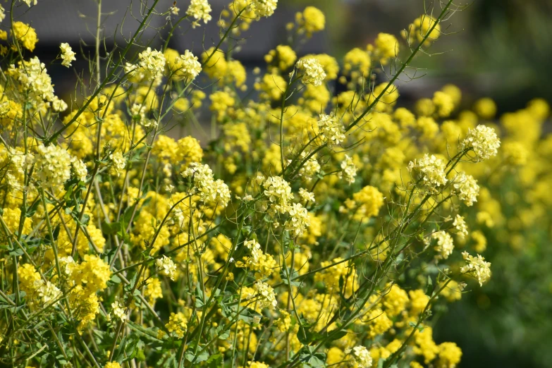 yellow flowers and other green foliage in a garden