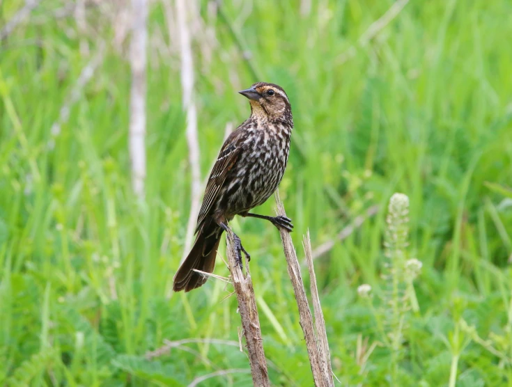 a bird is sitting on top of a plant