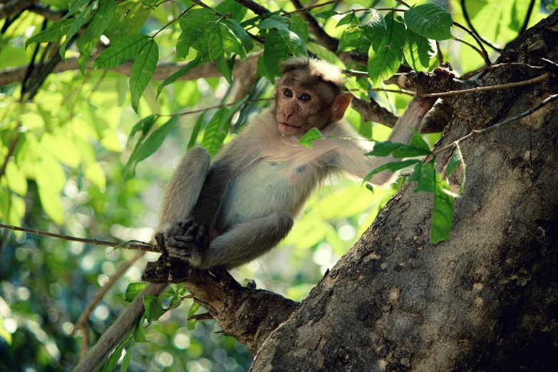 a white and gray monkey is sitting on a tree nch