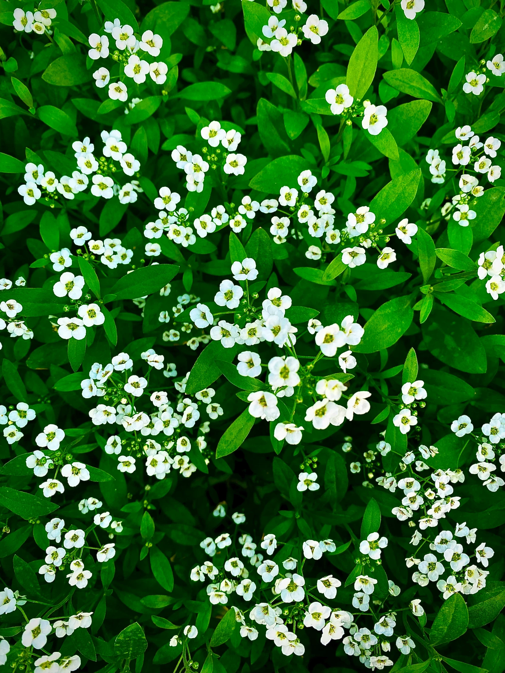 some white flowers are growing by the side of the road