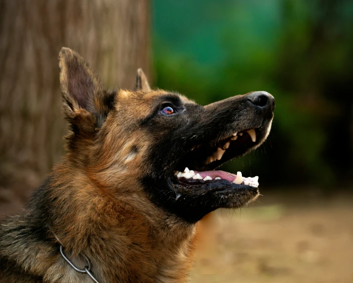 a brown dog is looking up at the sky