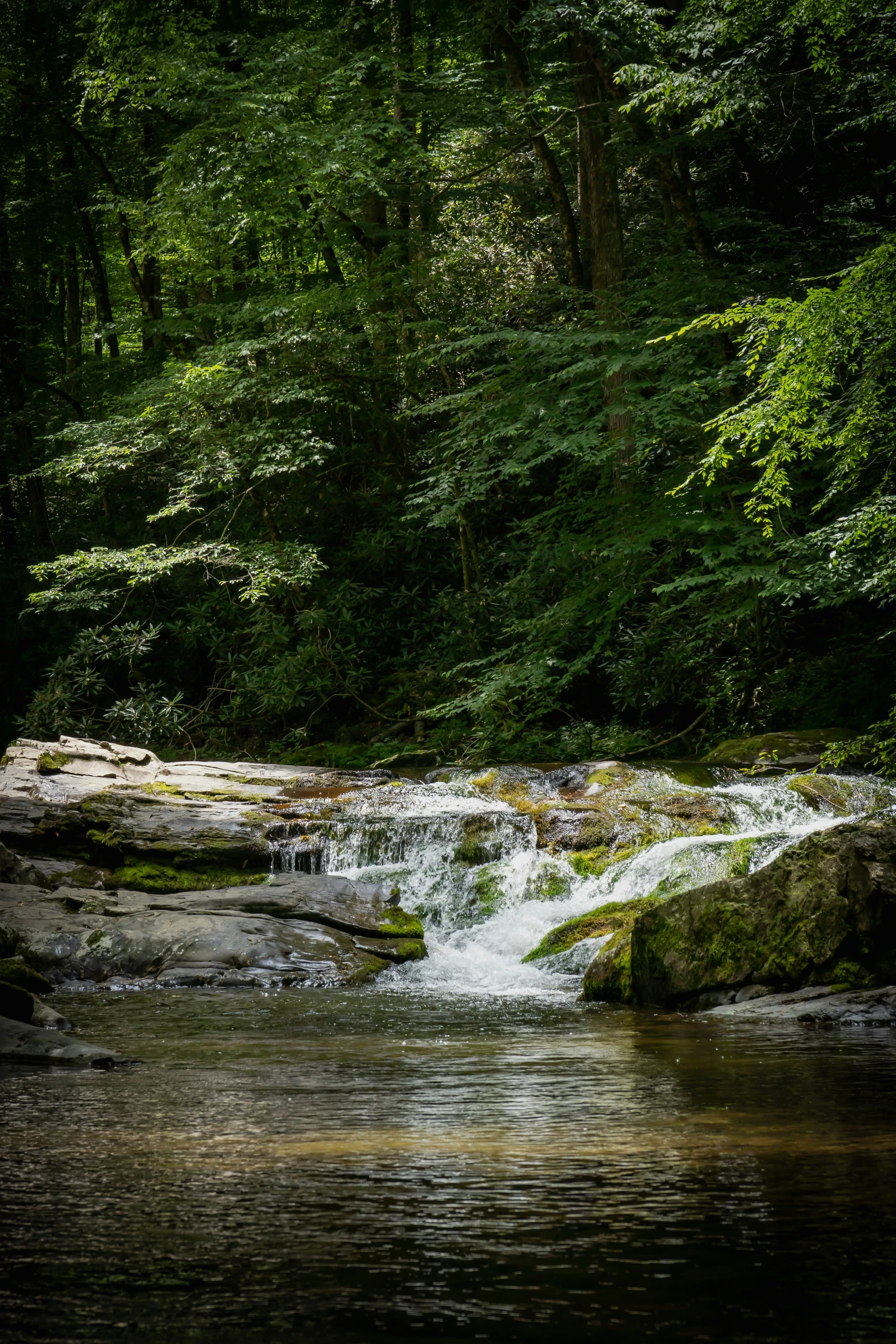 water gushing from a river onto rocks in a forest