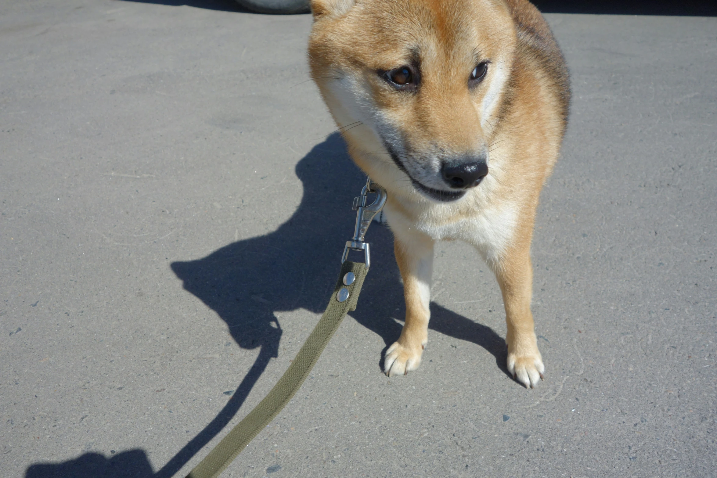 a dog standing on a leash looking forward at the camera