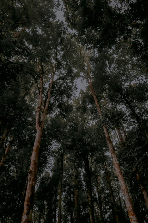 tall trees stand among the sky as the sun shines through