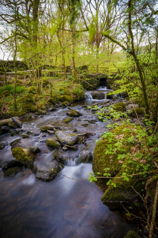 stream running through green forest with rocks