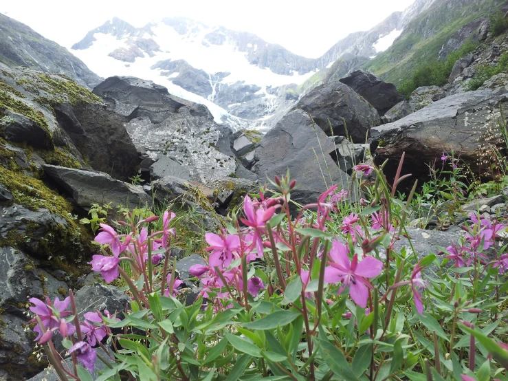 pink flowers in the foreground and a snow capped mountain behind them