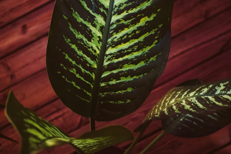 a couple of large green leaves on top of a wooden floor