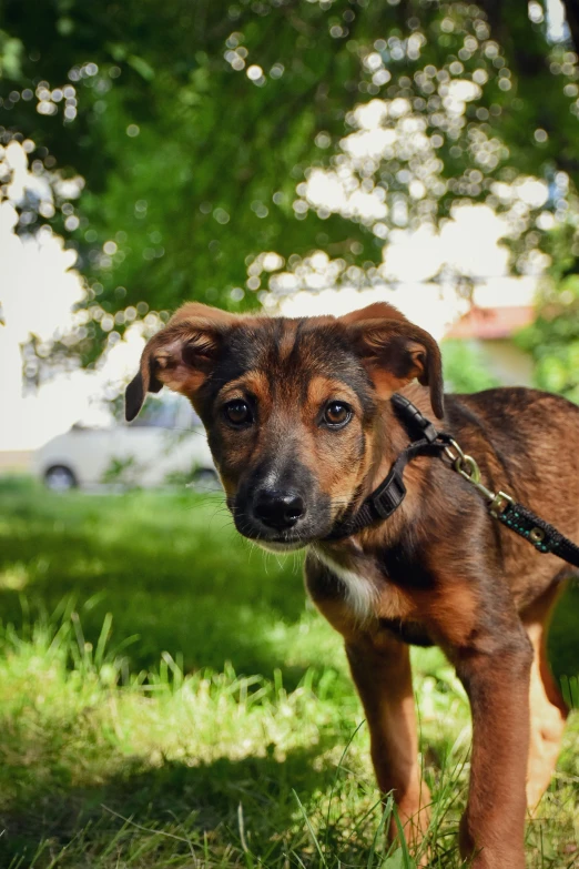 small dog wearing a harness walking across a green field