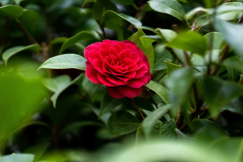 a flower is sitting on the bush outside