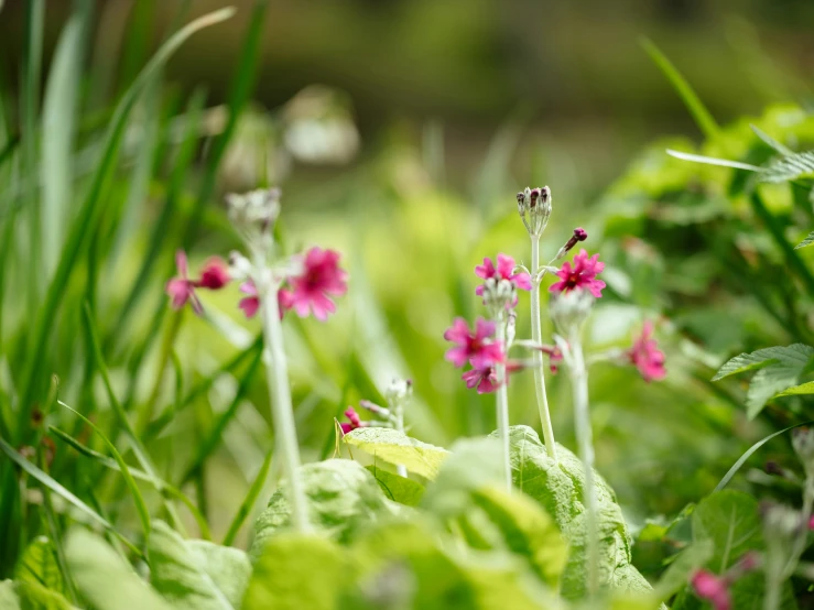 red flower with green stems in the foreground