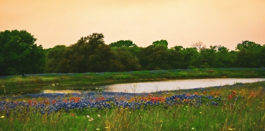 a beautiful meadow filled with flowers near a pond