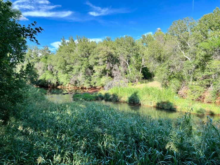 a clear view of a river surrounded by forest