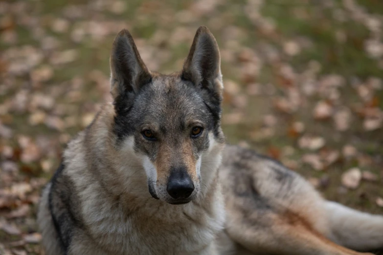 a wolf sitting in a grassy area with leaves on the ground