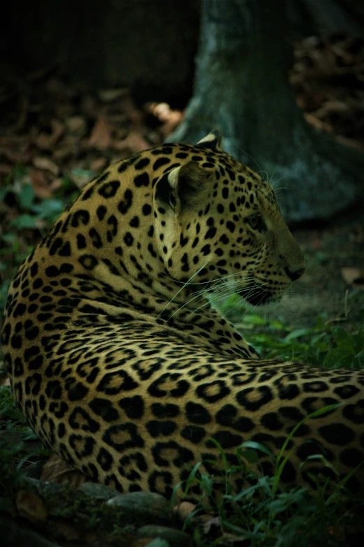 a large leopard sitting in the grass looking out