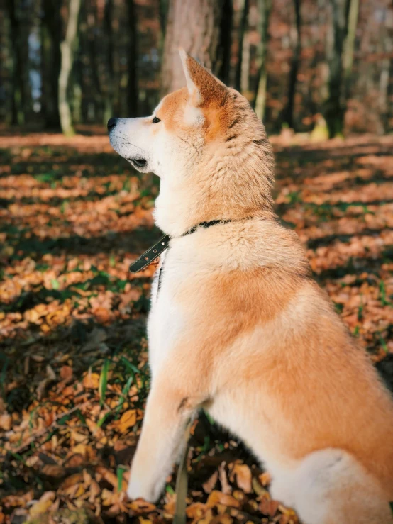 a husky dog sits and looks into the distance