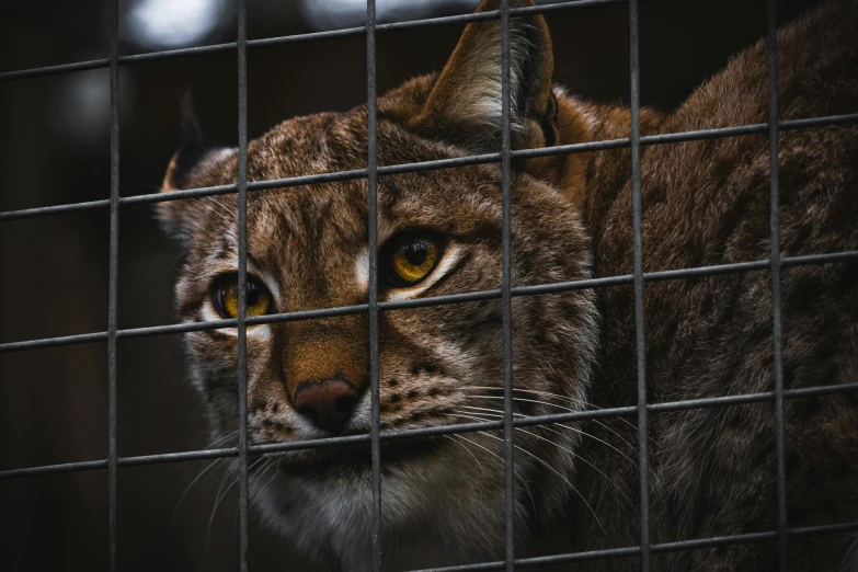 an adult lynx looks through the bars of an animal cage