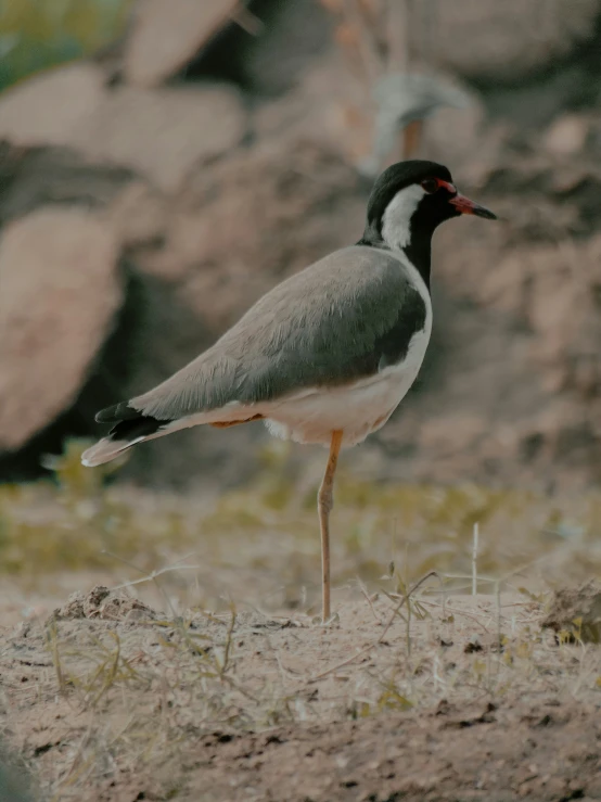 a small grey bird standing on the ground