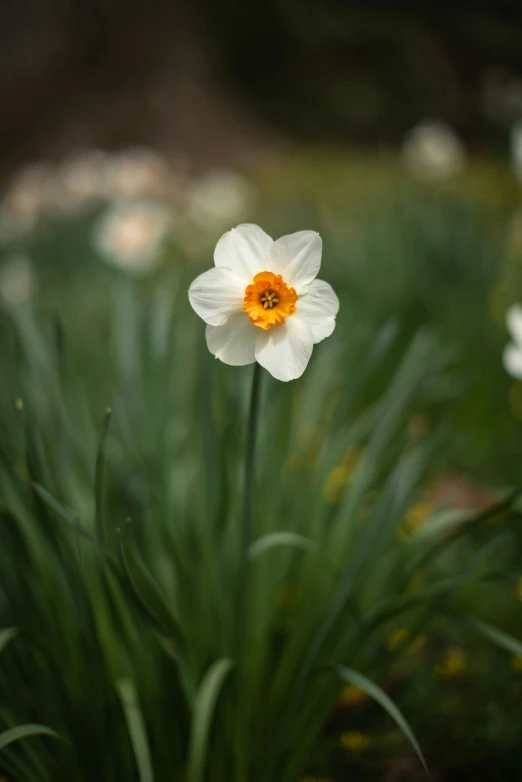 close - up of an orange and white flower surrounded by green foliage