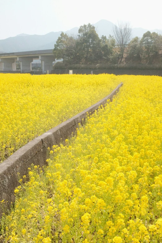 an open field of yellow flowers under a gray overcast sky