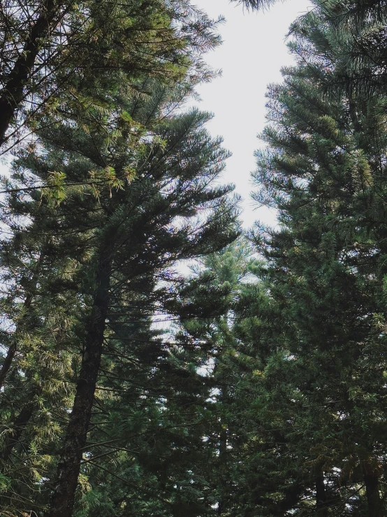 an image of some people in the woods with surf boards