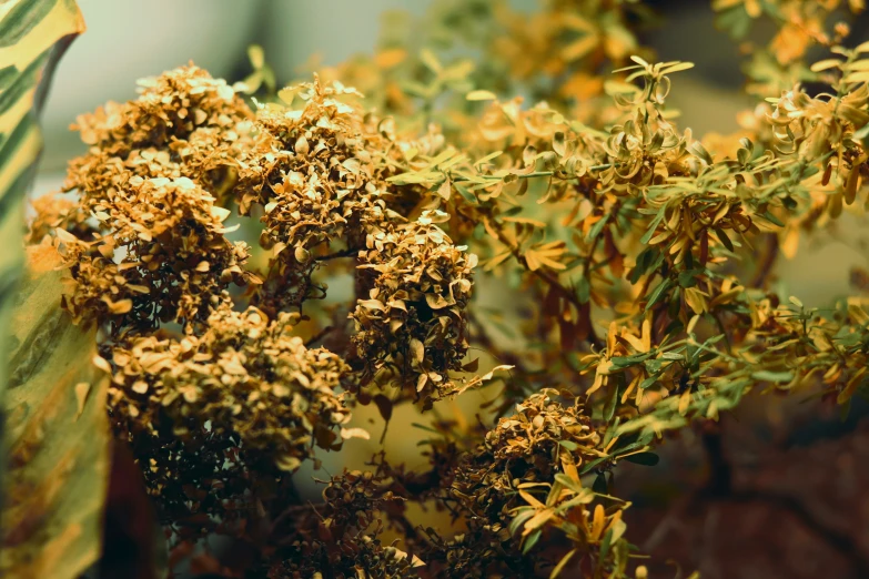 a plant in a vase full of dried flowers