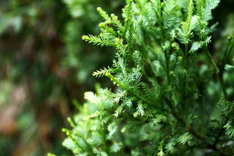 the needles of a very green tree nch