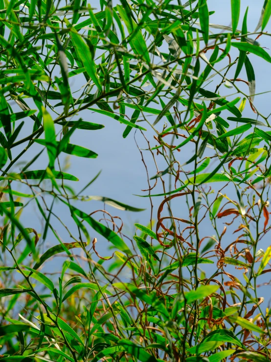 birds are resting in the middle of the green brush