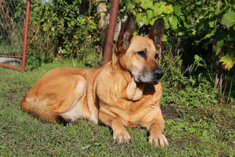 a brown dog laying on a green grass covered field