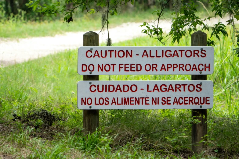 three signs with the words caution, alligators, don't feed or approach