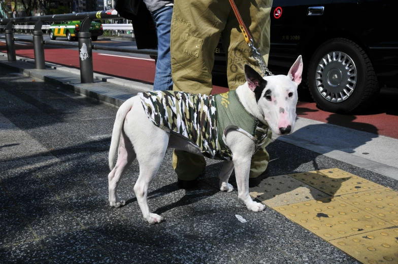 a white dog in sweater walking down the street