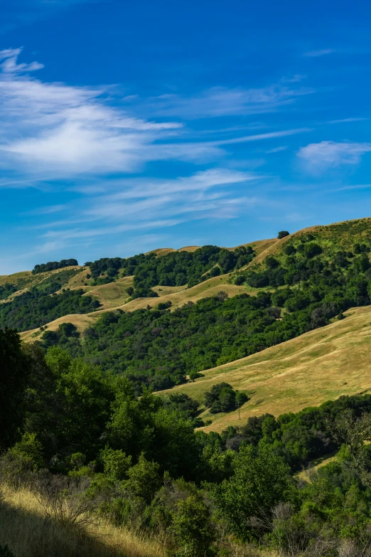 there is an animal standing on the side of a hill