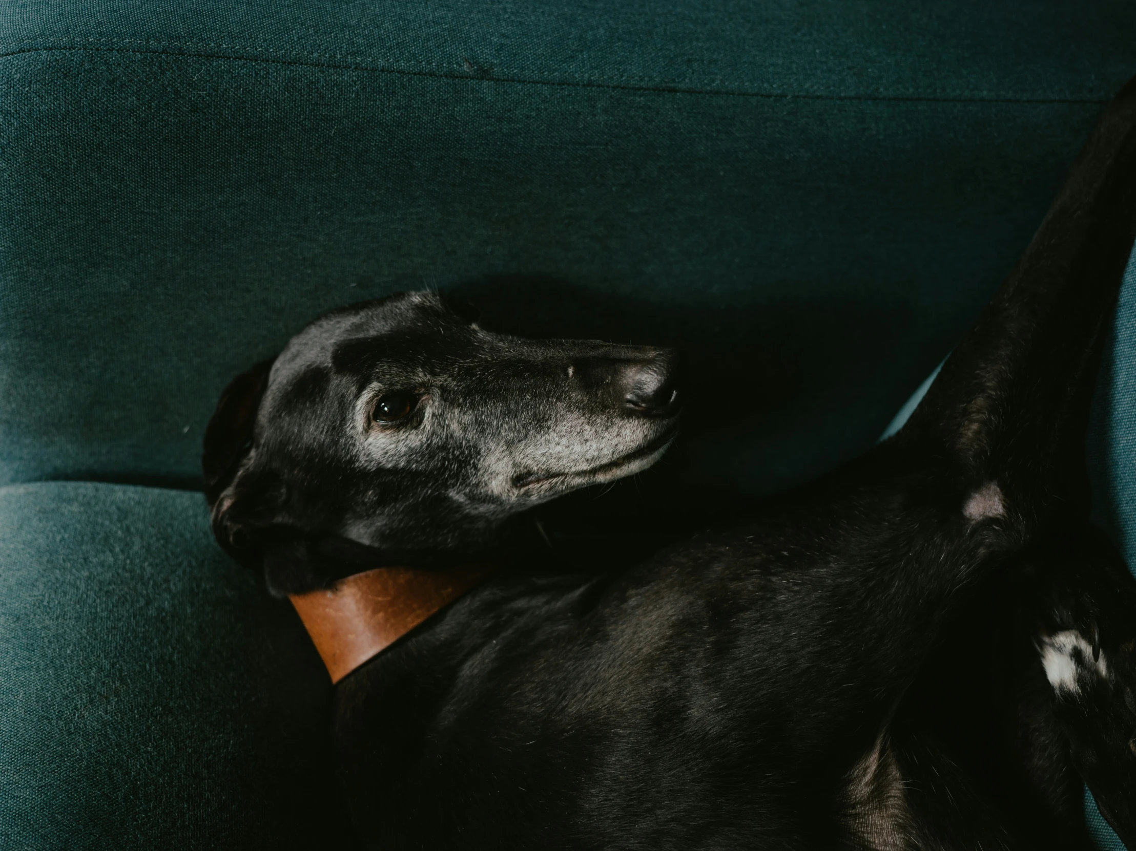 a small black dog with his head resting on the arm of a chair