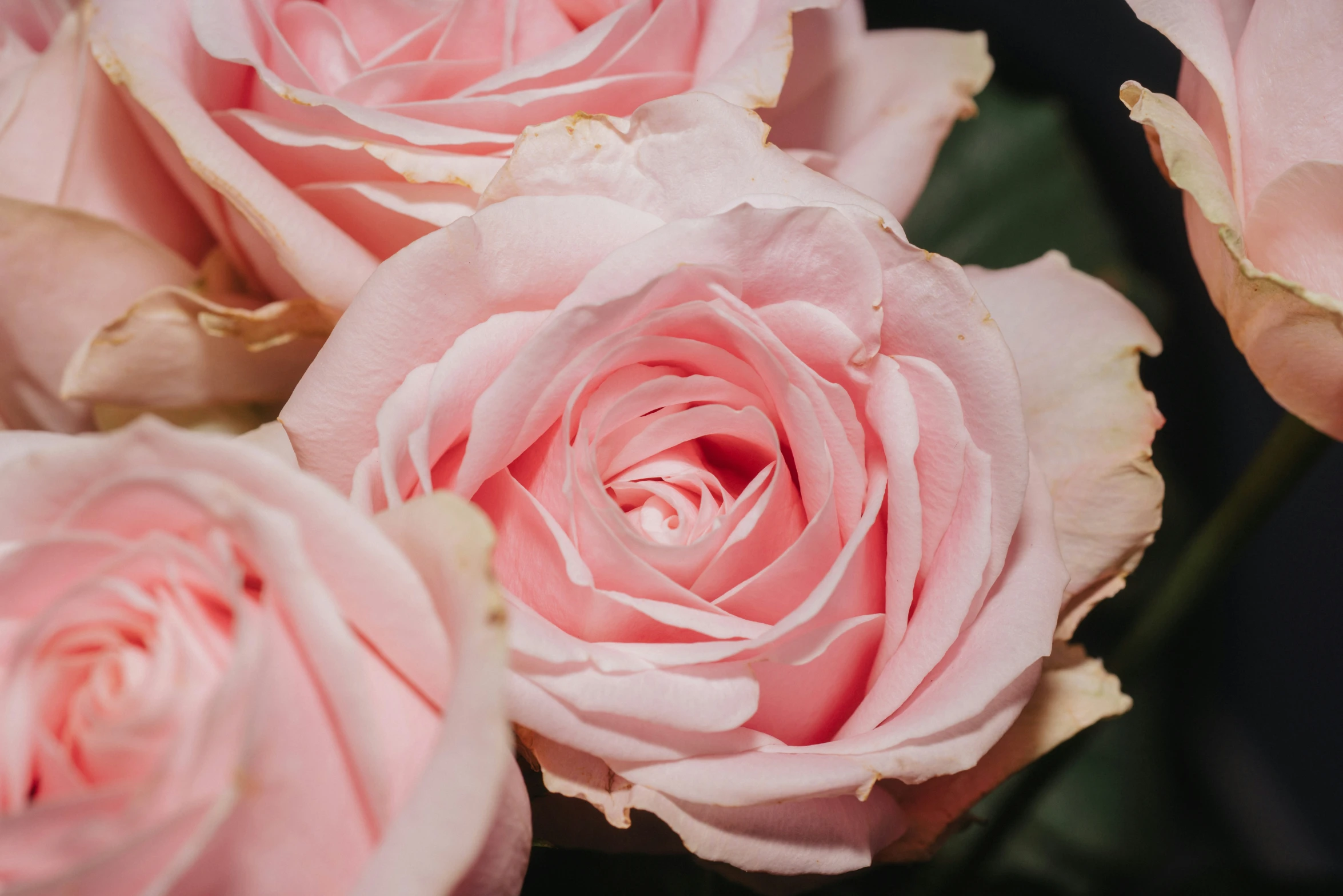 a bouquet of pink flowers, including pink roses, has been blooming