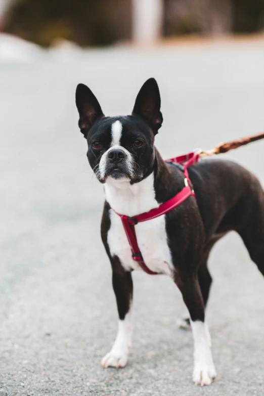 a black and white dog wearing a red harness