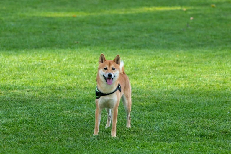 a dog with his tongue out stands in the green grass