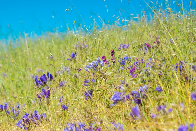 lavender flowers growing on the grass under blue skies