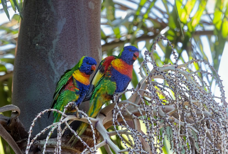 two colorful birds perched on top of nches