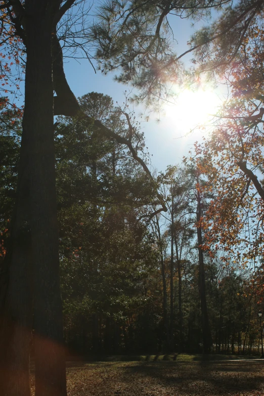 sun shining through the trees in a field