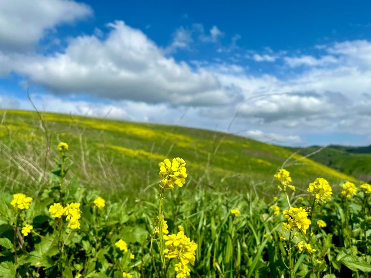 a grassy field with yellow flowers next to a hill