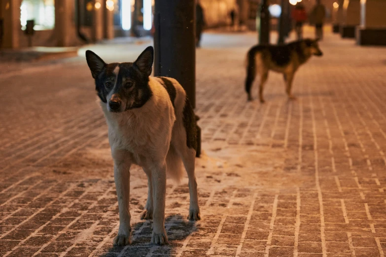 two dogs that are standing by a street