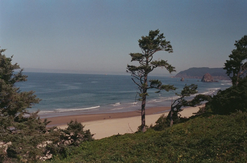 this is a sandy beach with trees and grass on the shore