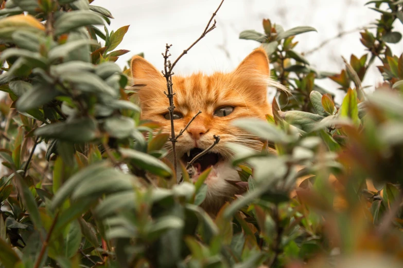 a cat staring out over the top of some vegetation