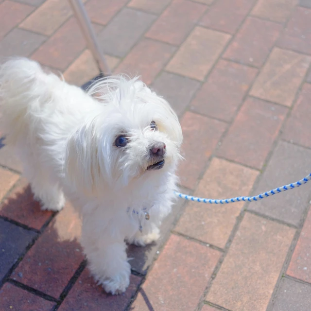 white dog standing on brick path with leash
