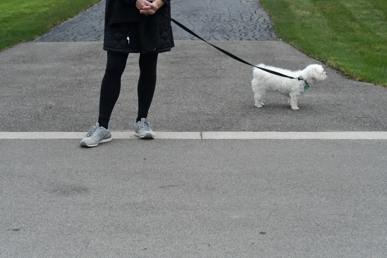 woman holding an umbrella while walking her small white dog on a leash