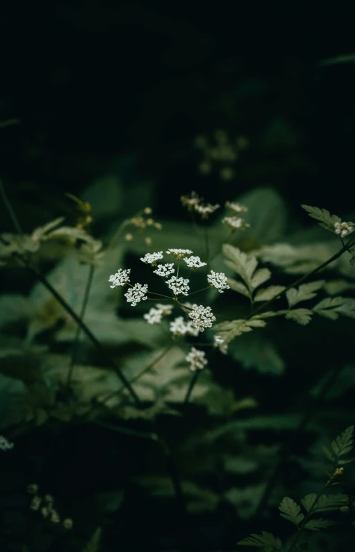 some white flowers sitting by some leaves and grass