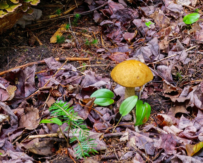 a yellow mushroom on the ground in a patch of dirt