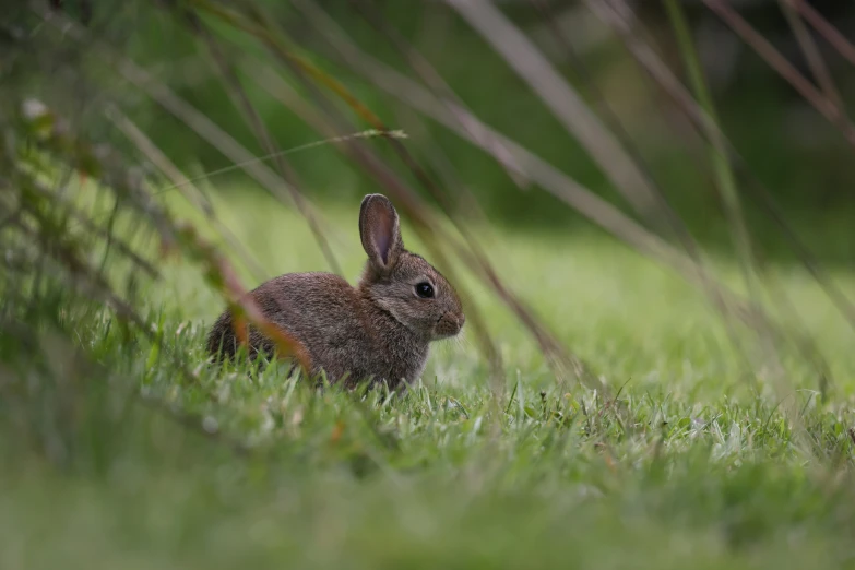 a close - up po of the rabbit looking straight ahead