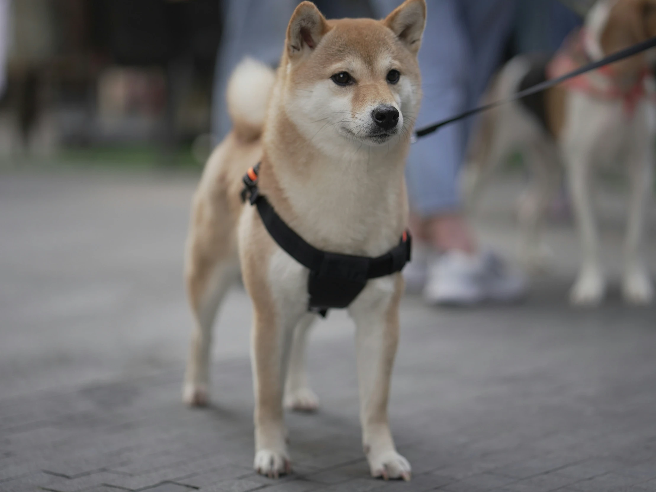 a tan dog standing on top of a floor next to people