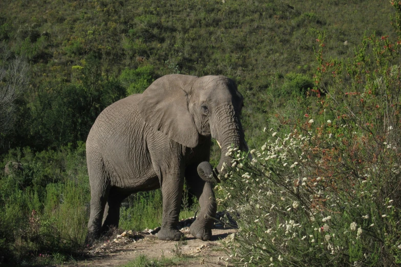 an elephant in the grass and flowers in the wild